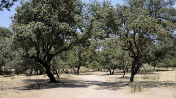 Hasta el momento se han quitado de todos los viales y parques públicos 600.000 m3 de ramas y árboles
