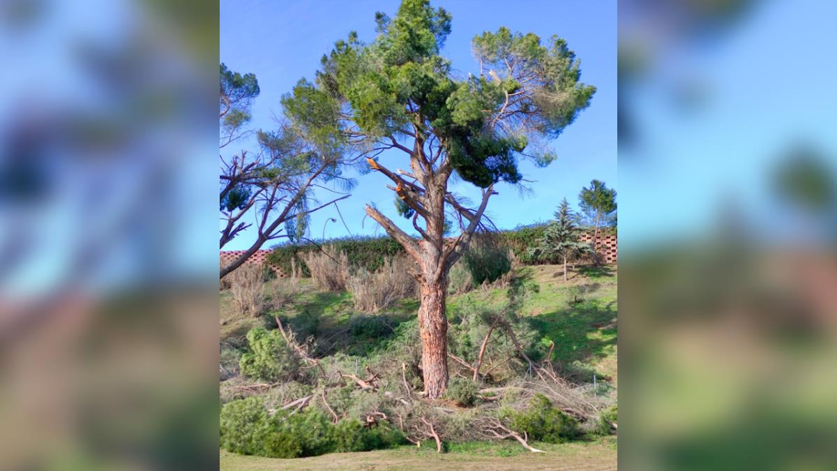 El Pleno aprueba el Plan de recuperación de la masa forestal afectada por Filomena propuesto por Ciudadanos