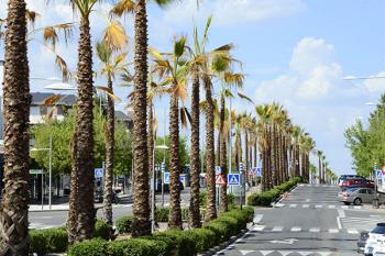 Las palmeras restantes se renovarán el próximo año