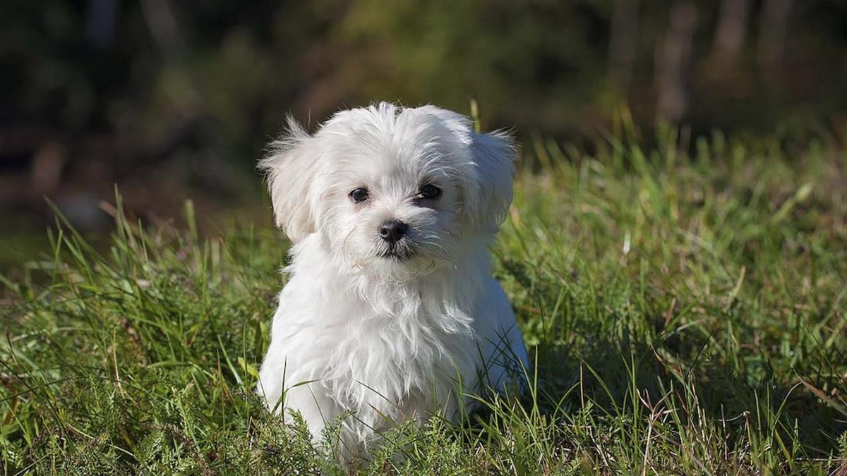El ayuntamiento ofrece bolsas gratuitas para fomentar el cuidado de los espacios públicos
