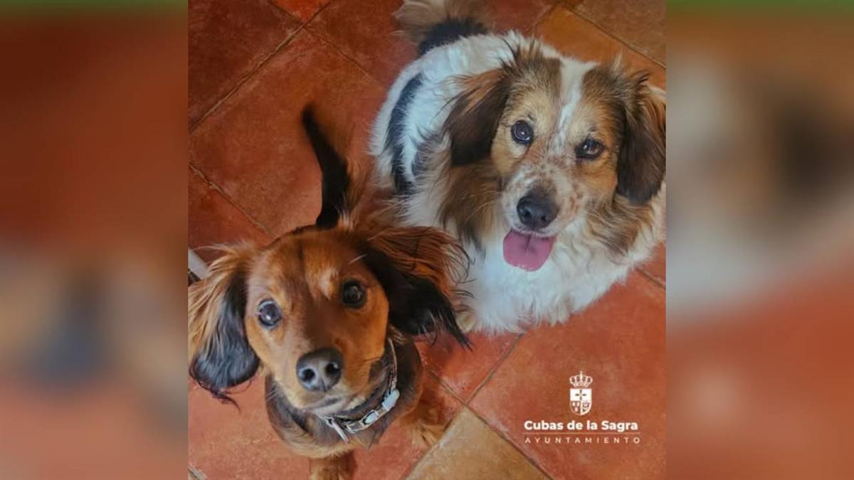 El Ayuntamiento pone en marcha una iniciativa para ayudar a que las calles y los parques del municipio estén más limpias y cuidadas