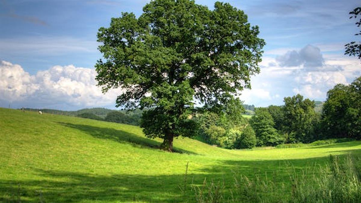 Se ha procedido a eliminar aquellos arboles de los que existía un riesgo evidente de caída 