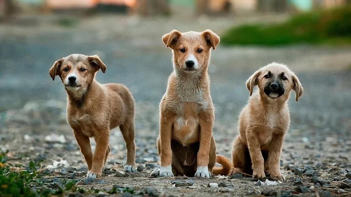 El objetivo es concienciar sobre la tenencia responsable para evitar estas situaciones 
