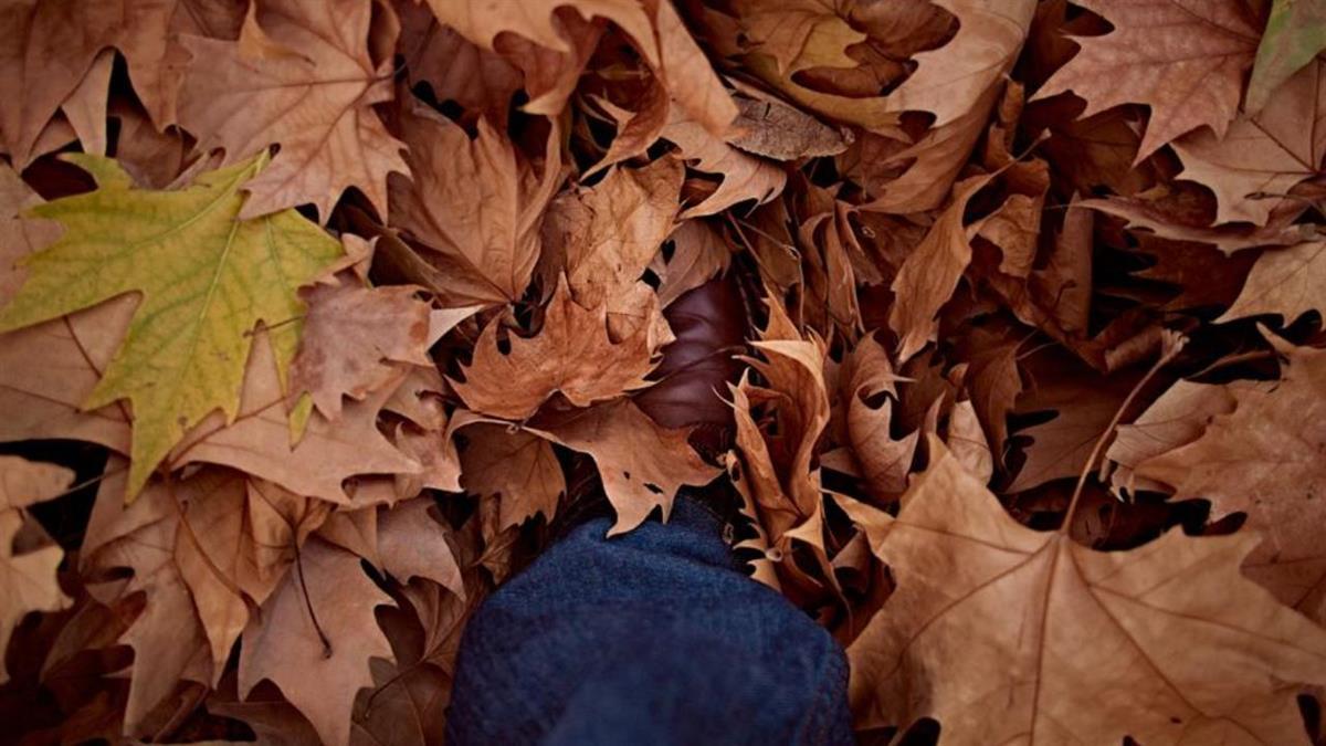 La iniciativa ‘Otoño en Aranjuez, Ven a vivirlo’ celebra su sexta edición