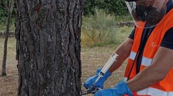 Para proteger el arbolado y la salud de la ciudadanía