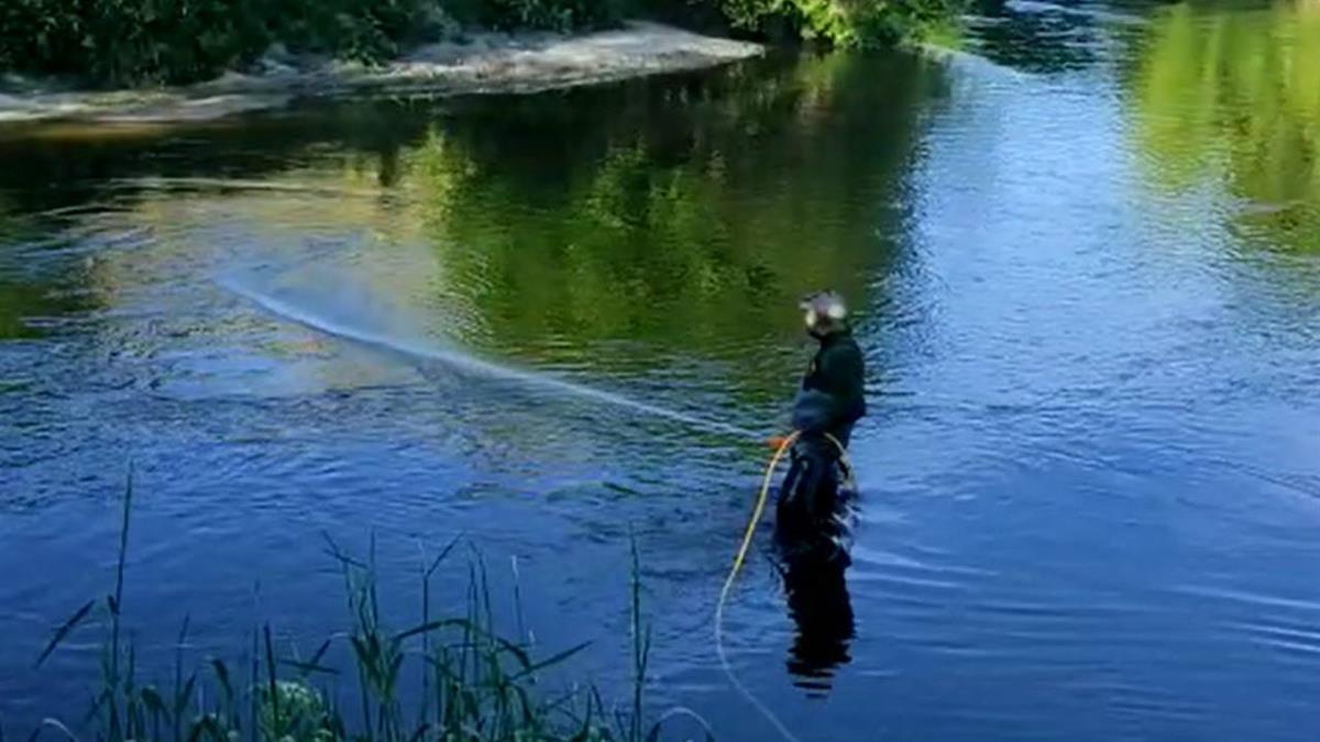 Se está actuando en los focos de cría detectados en los ríos Jarama y Manzanares a su paso por Rivas