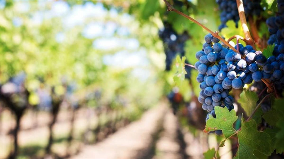 Comité organizador: "queremos manifestar nuestro agradecimiento al nutrido grupo de empresas promotoras"