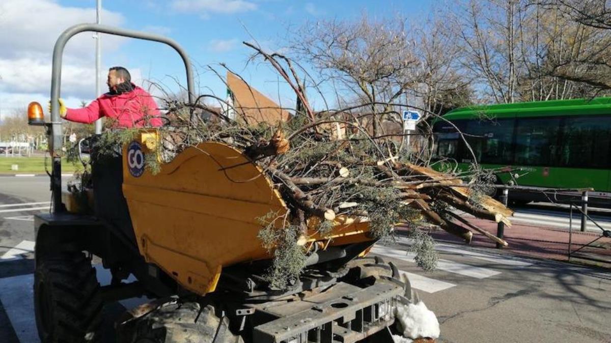 El ayuntamiento estima que el 90% de los ejemplares del Monte del Pilar han sido dañados