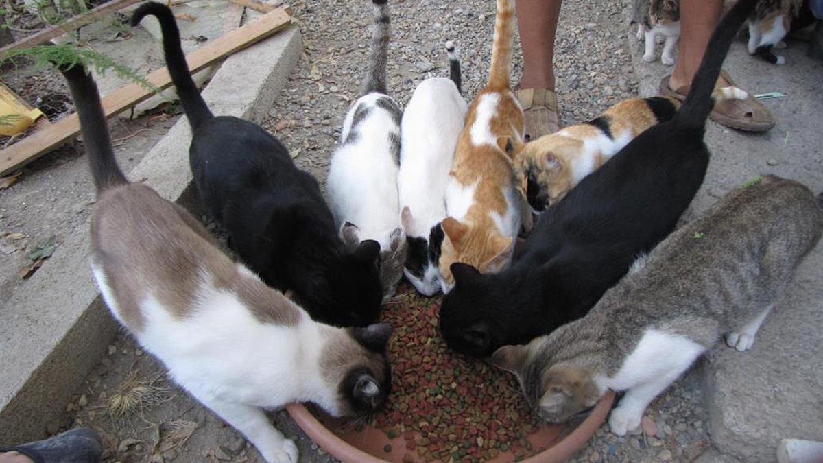 Un procedimiento de actuación para evitar poblaciones incontroladas
