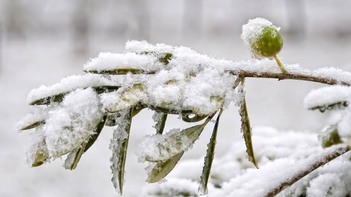 La ganadería y agricultura han sido los grandes damnificados de la ‘Gran Nevada’