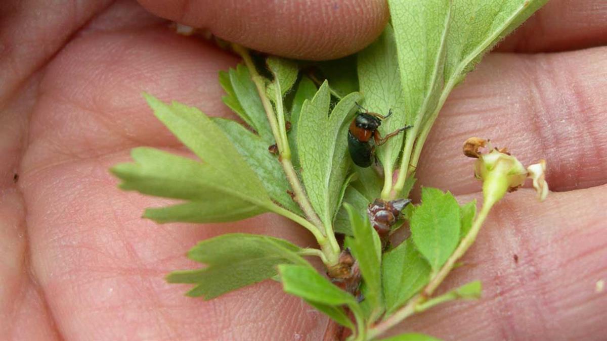 Fue descubierto en una pequeña rama de espino albar en Arganda del Rey
   
