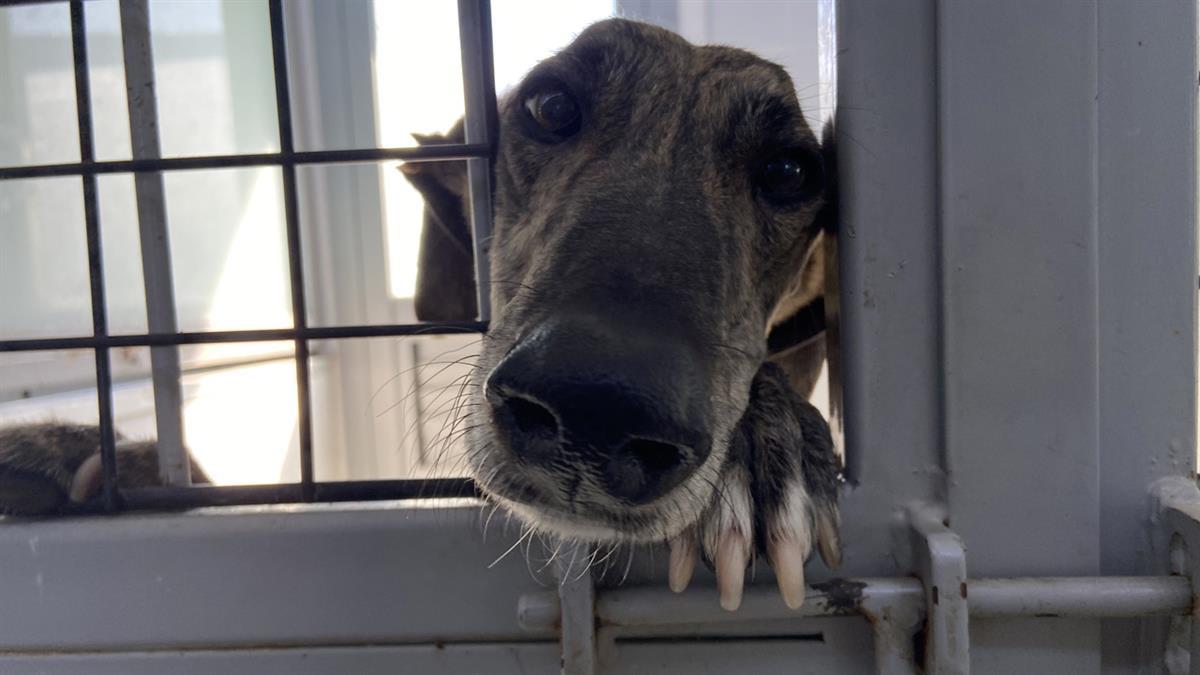 Se han encontrado 240 animales, entre perros, gatos y conejos, a los que se les sacrificaba para sacarles la sangre y venderla