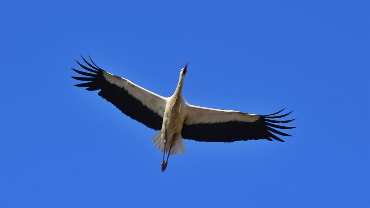 Las crías se encuentran en el nido de la torre del Ayuntamiento de Alcalá