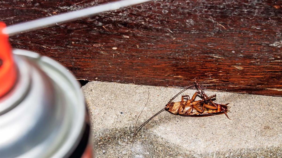 Remedios caseros o levantar el teléfono, tú decides cómo sacar a estos inquilinos indeseados 