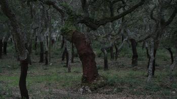 La pérdida de un ejemplar centenario ha motivado esta iniciativa