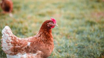 En él se dan las claves para evitar la propagación de esta enfermedad entre los animales 