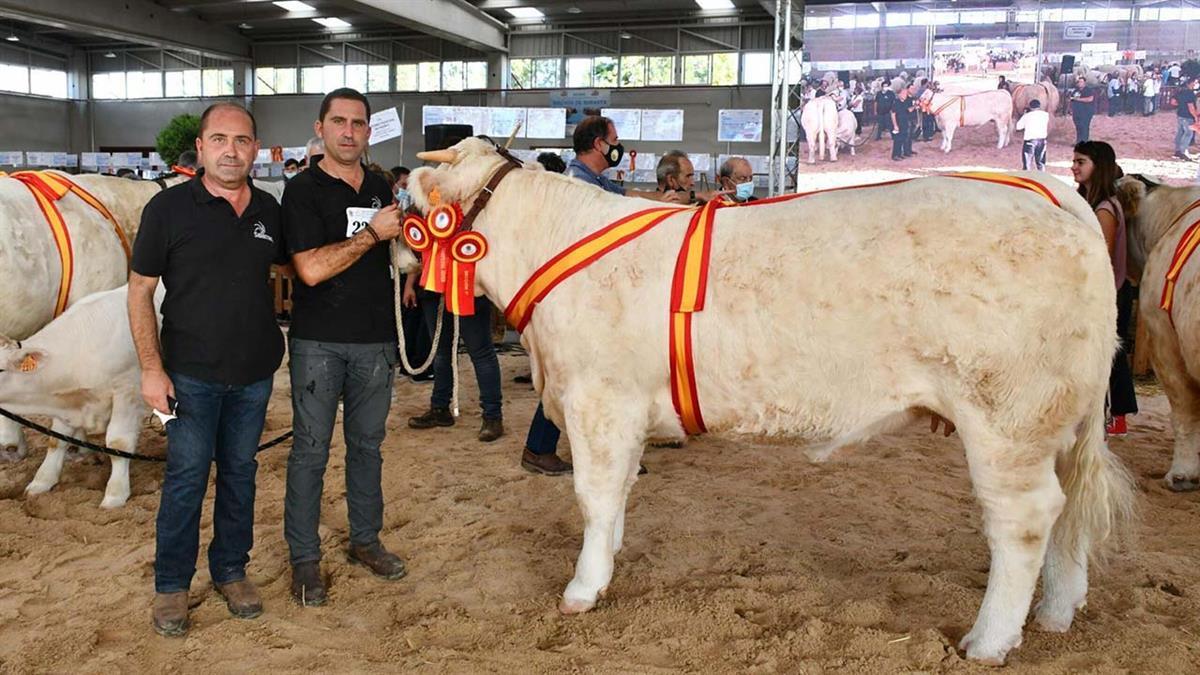 La ganadería Navalfondo con su vaca “Malagueña” se ha proclamado Campeona del XXXII Concurso Nacional de Ganado Vacuno de la Raza Charolesa, categoría joven
