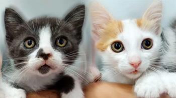 Peluditos en Apuros ha encontrado un hogar para más de 650 gatos