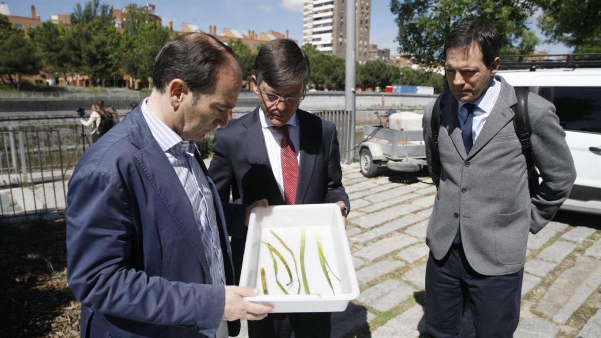 Las labores de control de mosca negra se extienden desde el inicio de la primavera hasta el mes de octubre