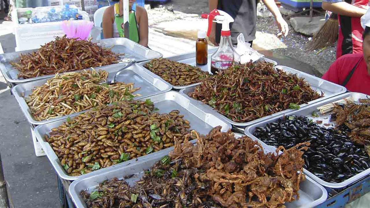 La cría de insectos consume menos agua, recursos y energía que la ganadería extensiva, y es una importante fuente de proteínas 