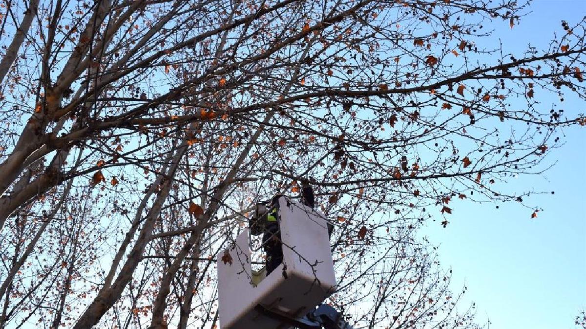 Los servicios municipales están realizando estas labores en el Parque Atenas