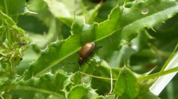 La reproducción puede ser reducida con el tratamiento necesario