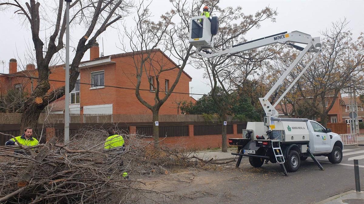 Las labores de poda ponen a punto el arbolado urbano 