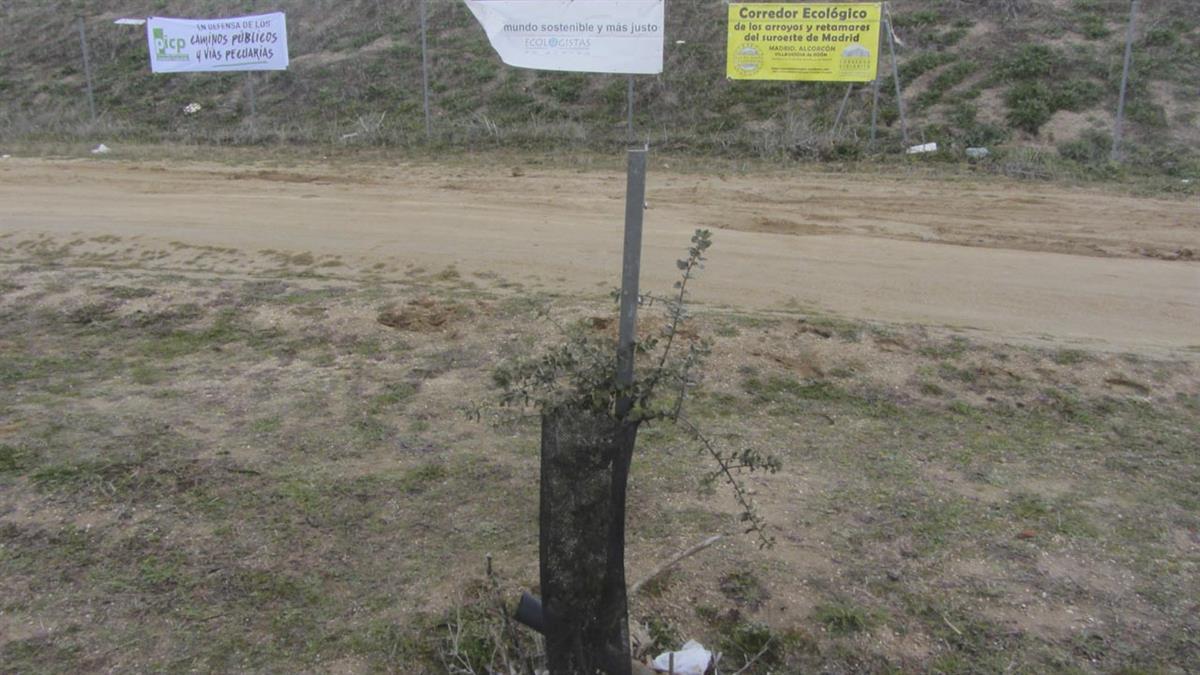 Ecologistas en Acción Suroeste comienza su campaña anual de plantaciones