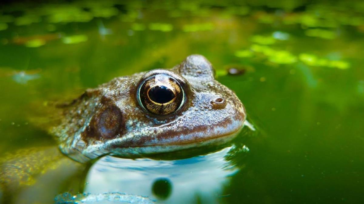 La Comunidad de Madrid está realizando una investigación para ver los efectos