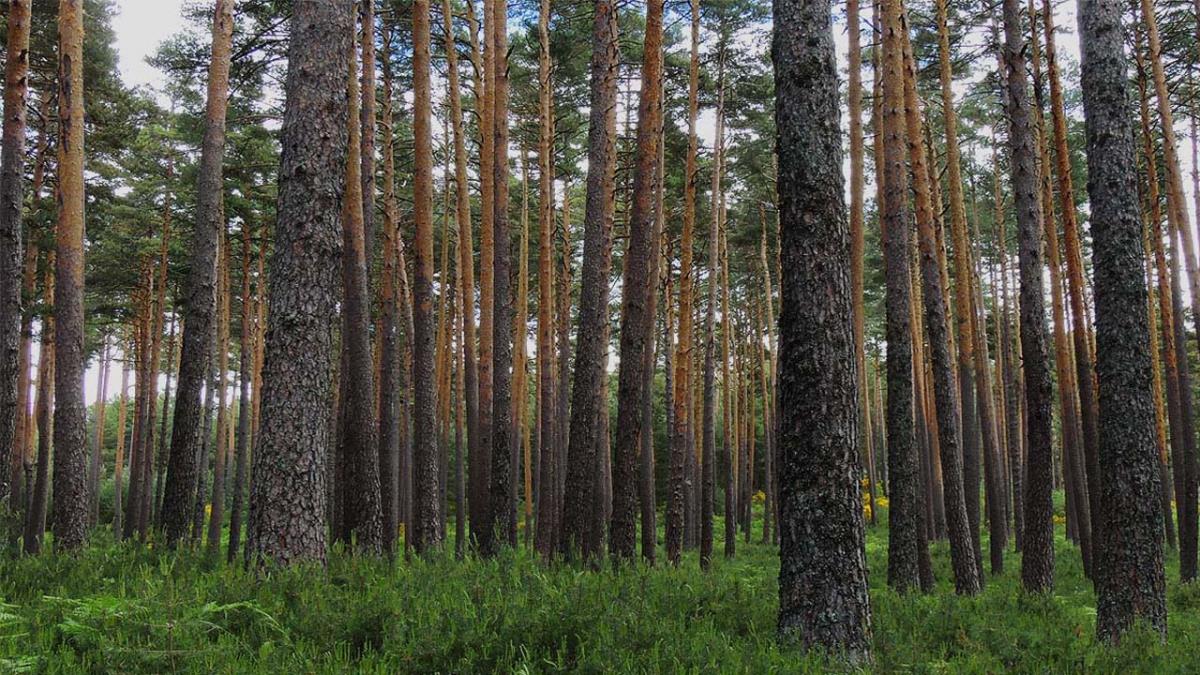 Un estudio de la UAH encuentra la solución casi perfecta para estabilizar el entorno forestal