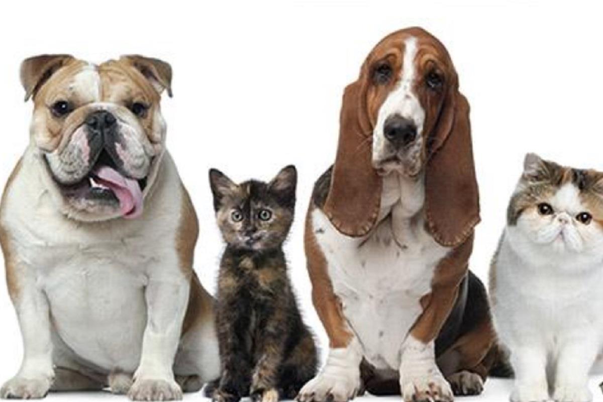 Los servicios que ofrecen son acerca de las colonias felinas, animales abandonados o maltrato animal 