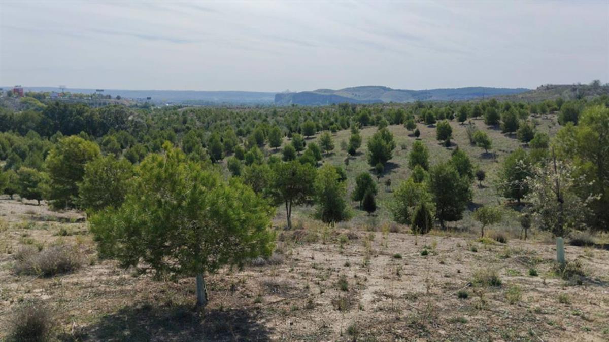 Se han plantado casi 45.000 árboles