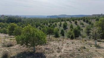 Se han plantado casi 45.000 árboles