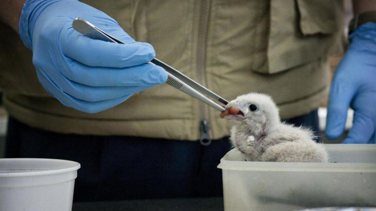 El Gobierno regional 1,4 millones de euros anuales para el sostenimiento del CRAS, considerado uno de los hospitales más destacados de Europa en este ámbito