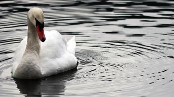 La enfermedad, con baja transmisión a humanos, ha acabado con la vida de un cisne y una oca