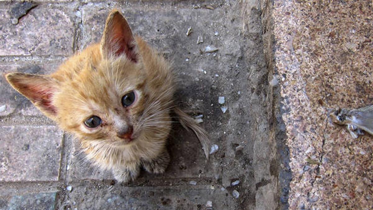 El ayuntamiento pretende gestionar la plaga pero los manifestantes piden que se haga de forma ética