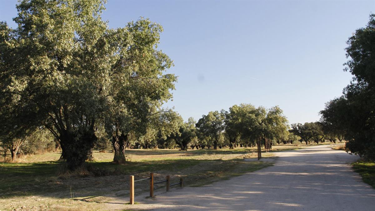 Entre el 8 y el 12 de mayo