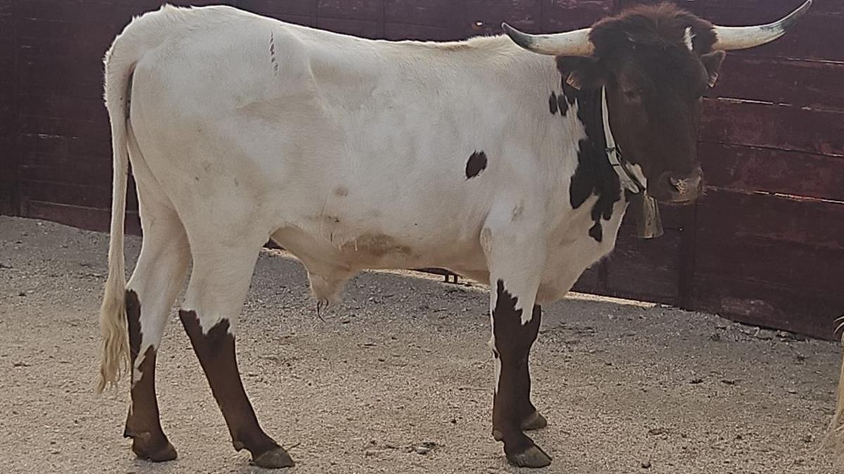 El premio recaerá en la parcela donde el animal defeque primero