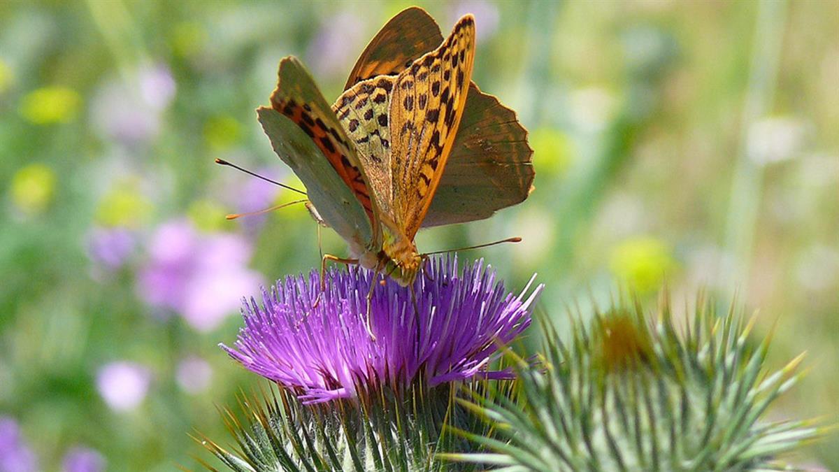 El clásico concurso, está abierto a todos los vecinos tricantinos