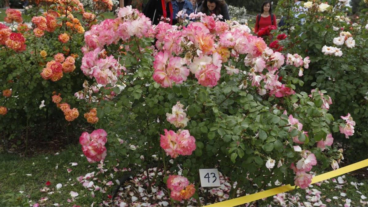 Llega el concurso popular e internacional Rosas Nuevas Villa de Madrid