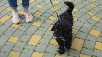 Un acto que se celebra bajo el lema “El papel municipal en la Protección de los Animales”
