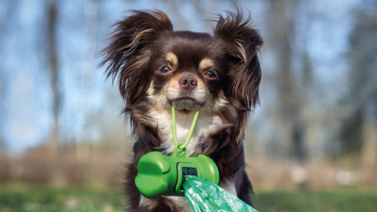 El Ayuntamiento ha comenzado una nueva campaña de vigilancia y sensibilización para la recogida de excrementos caninos