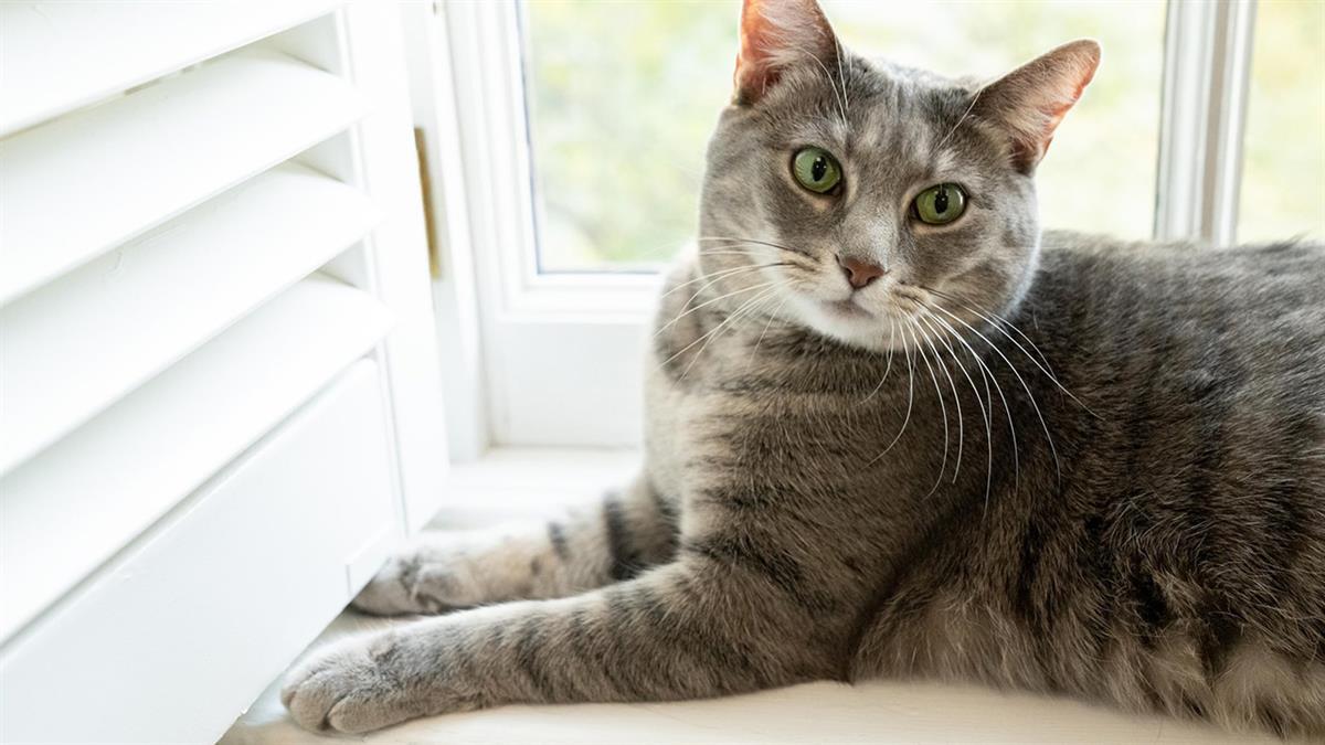 El animal se une a Commander, un pasto alemán que fue adoptado en diciembre 