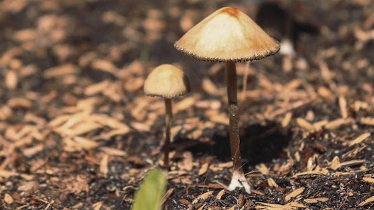 Un paseo por el bosque de Pozuelo para conocer las setas de la ciudad