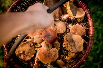 Es imprescindible identificarlas correctamente y coger solo aquellas que se tenga absoluta seguridad de que son comestibles 