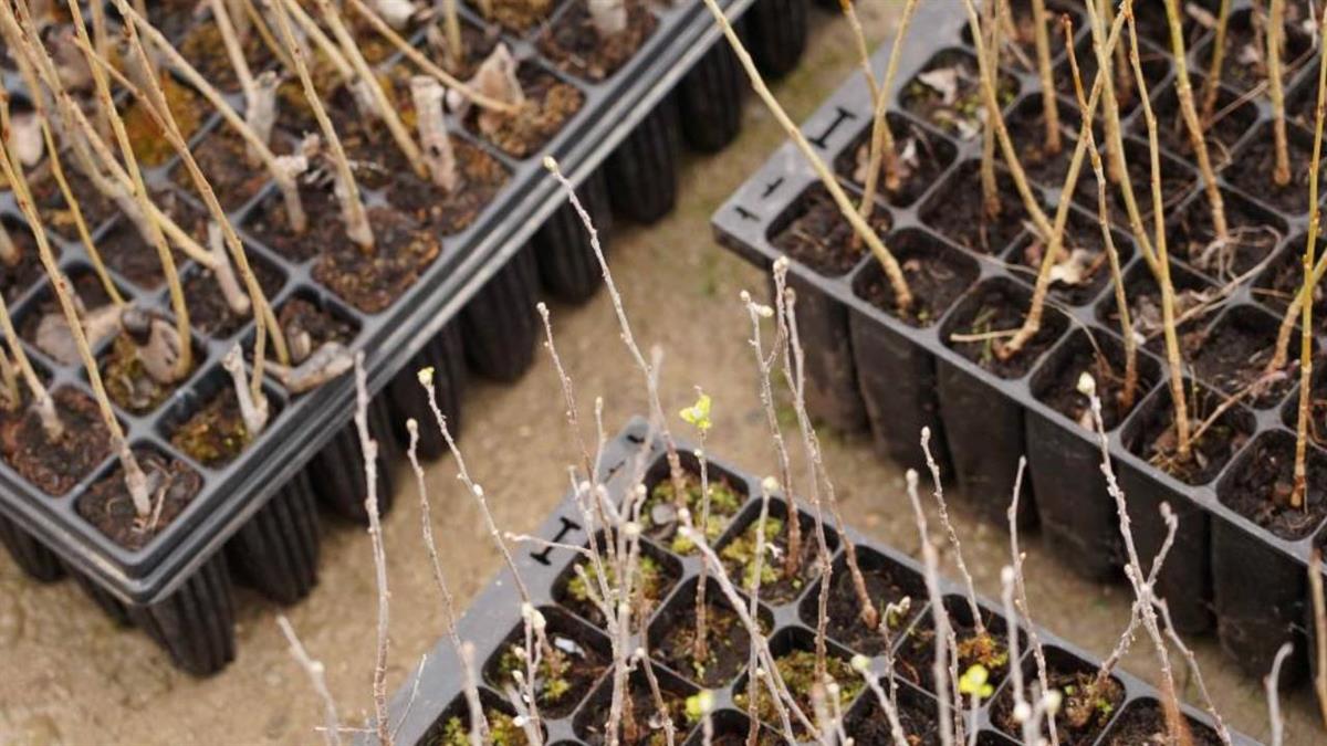 Se van a reponer 1309 árboles y 2886 arbustos