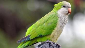 Un programa de la Dirección General de Derecho de los Animales adscrita al Ministerio de Derechos Sociales