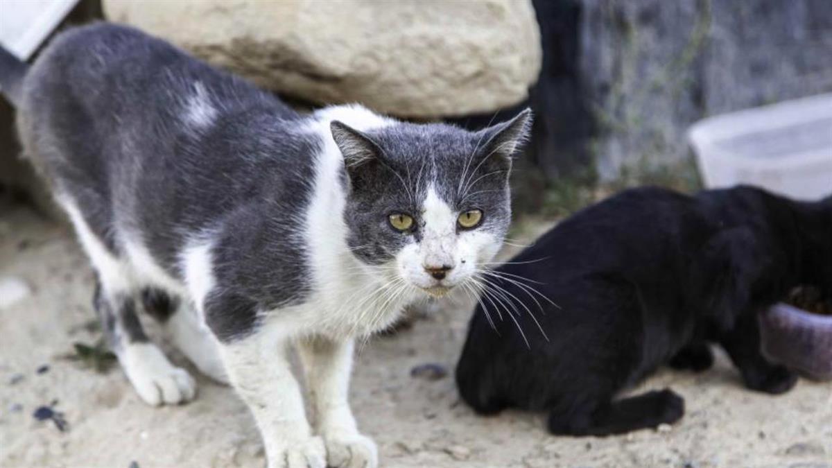El consistorio invertirá esta ayuda en la gestión y control de las colonias felina 