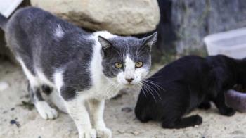 El consistorio invertirá esta ayuda en la gestión y control de las colonias felina 