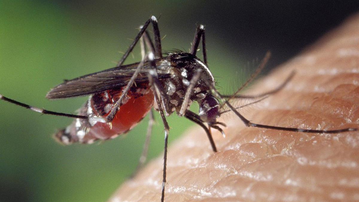 Se realizarán en horario nocturno, durante la noche del jueves